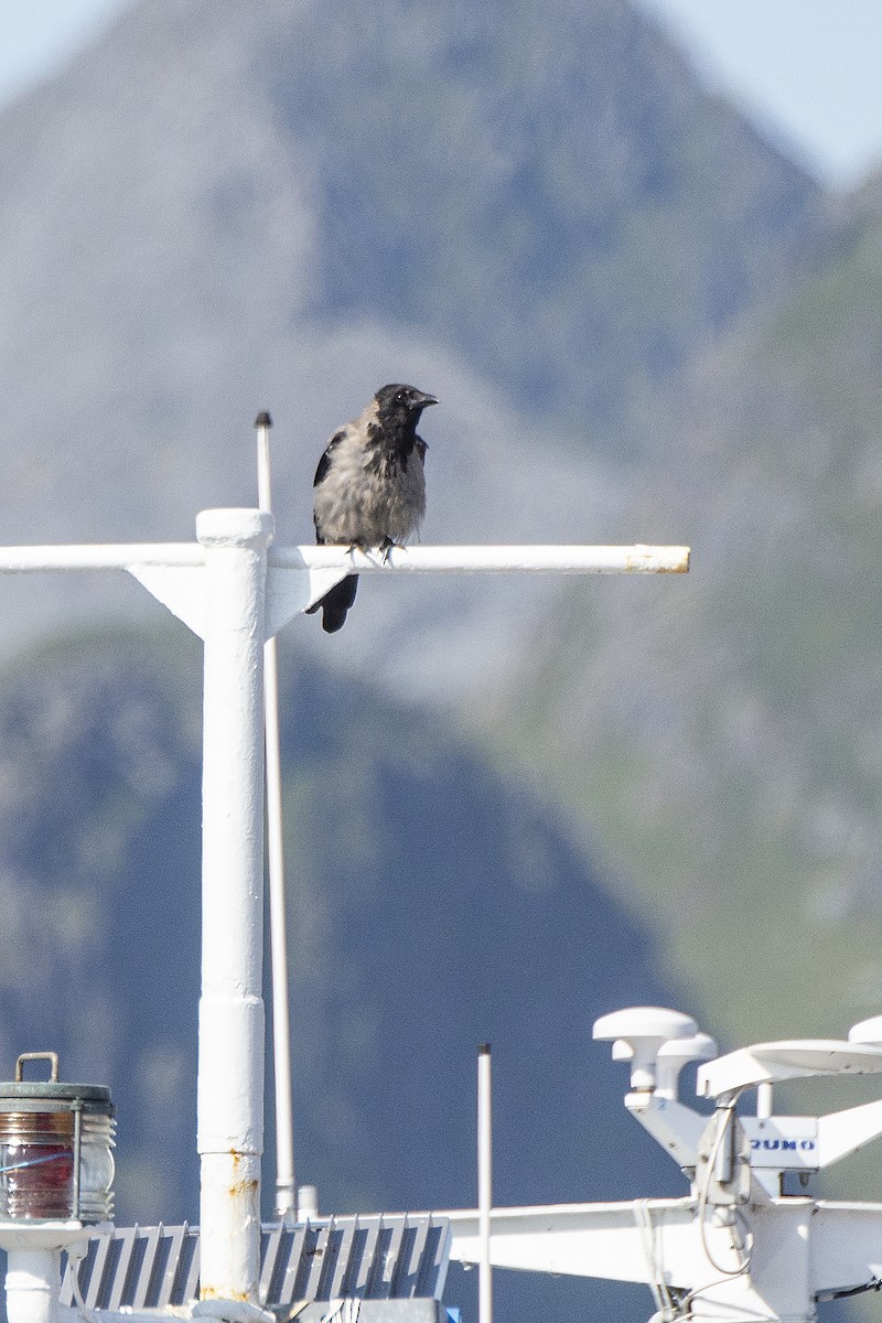 Hooded Crow - Peter Wijnsouw