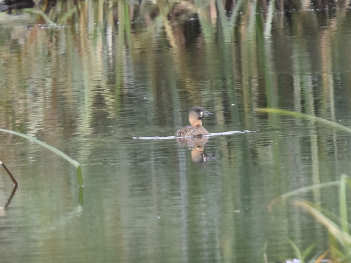 White-backed Duck - ML618574186