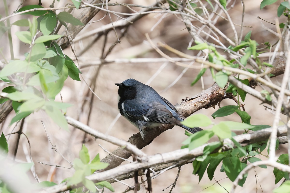 Black-throated Blue Warbler - Adrian Lakin