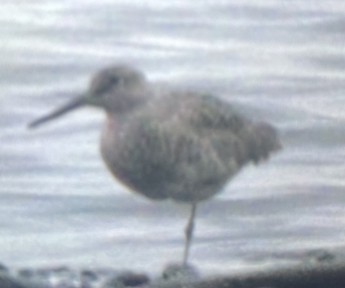 Willet - ML618574224