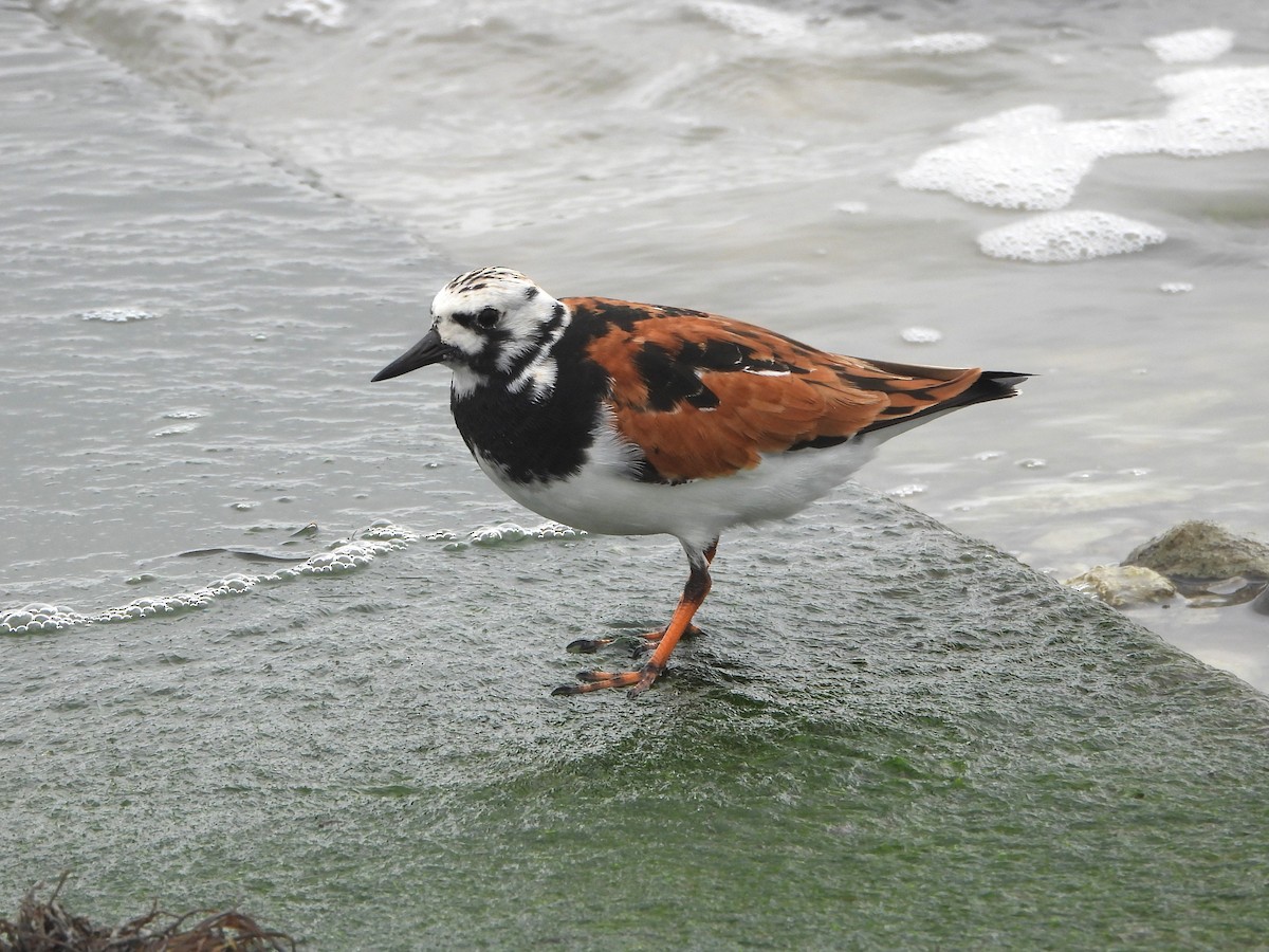 Ruddy Turnstone - ML618574244