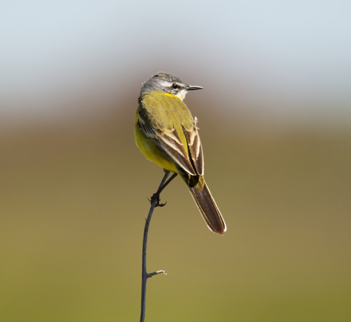 Western Yellow Wagtail - Donald Broadbridge