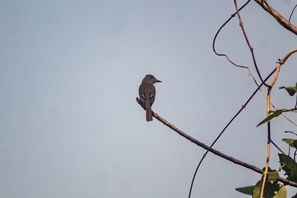 Dusky-capped Flycatcher - Manuel de Jesus Hernandez Ancheita