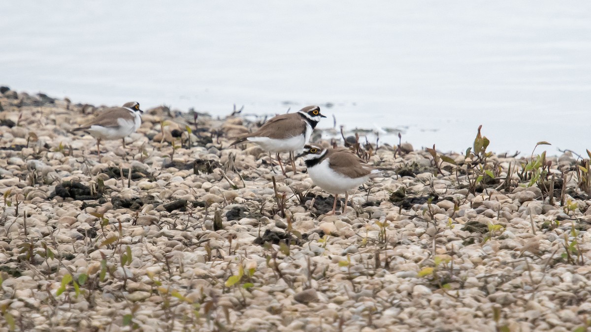 Little Ringed Plover - David Campbell