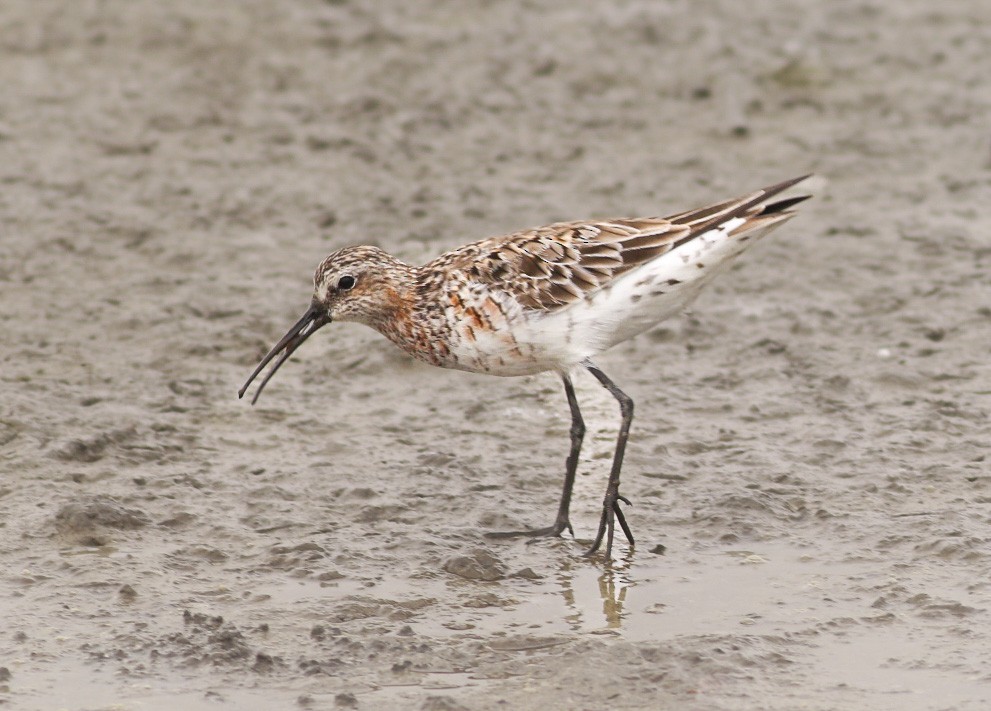 Curlew Sandpiper - ML618574339