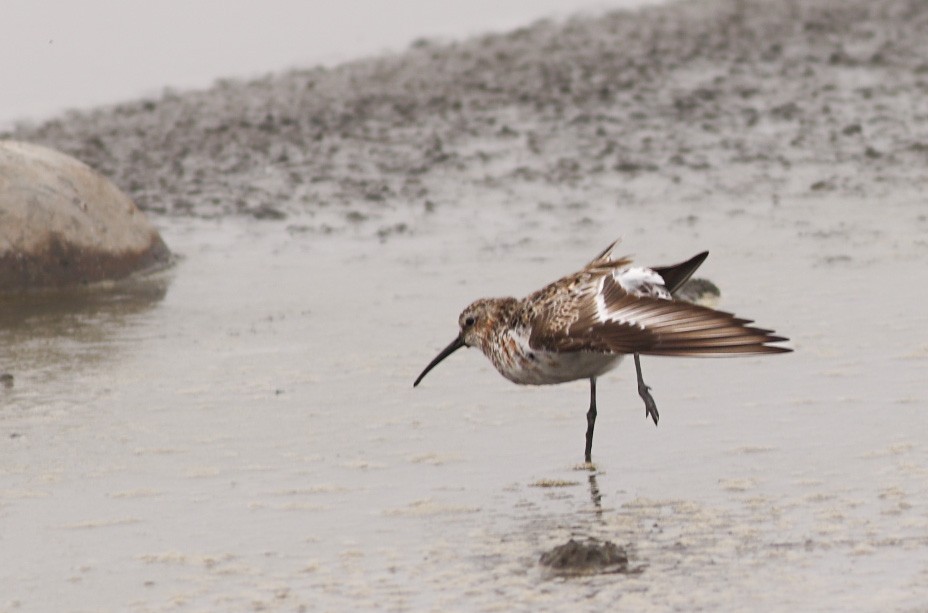 Curlew Sandpiper - ML618574340