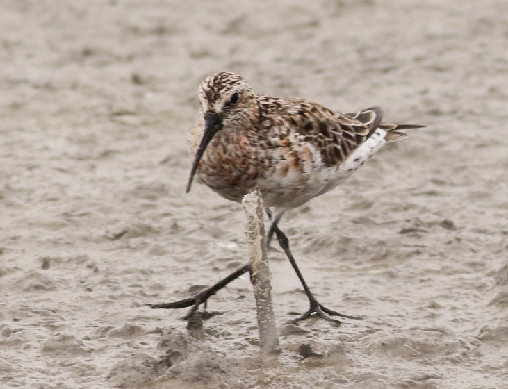 Curlew Sandpiper - ML618574341