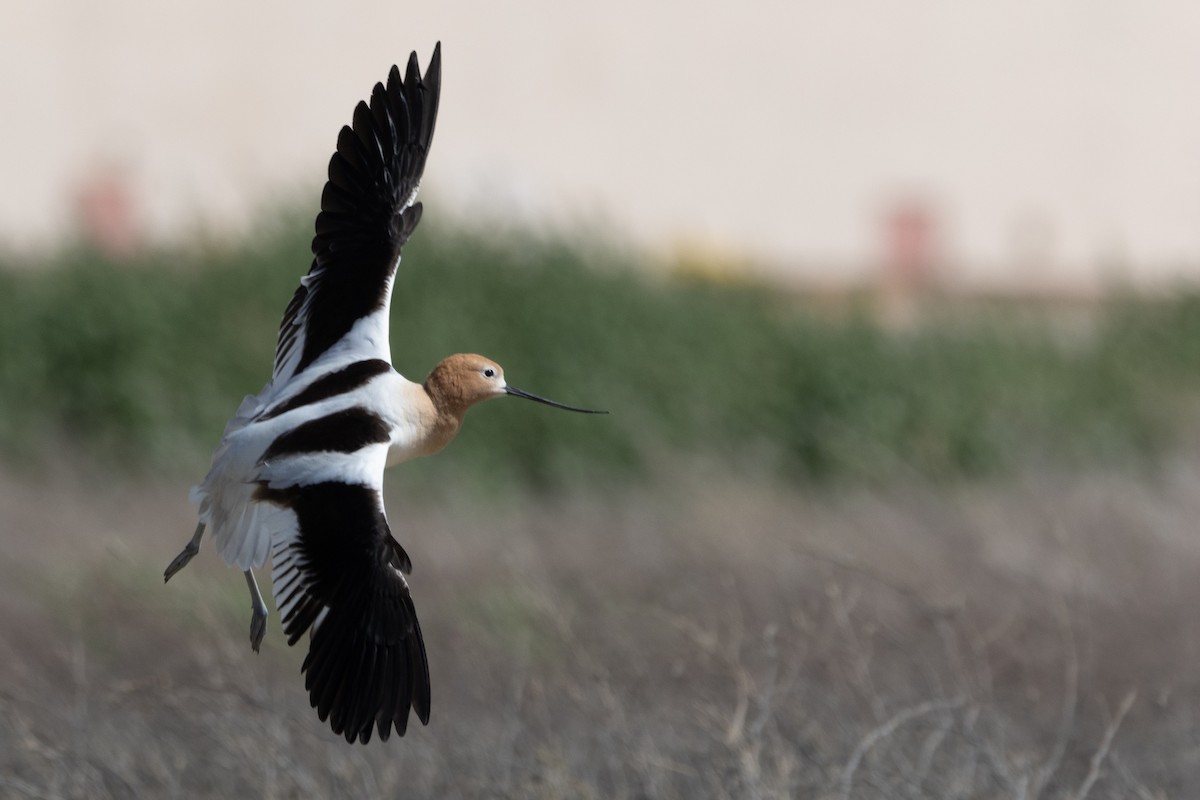 Avocette d'Amérique - ML618574346