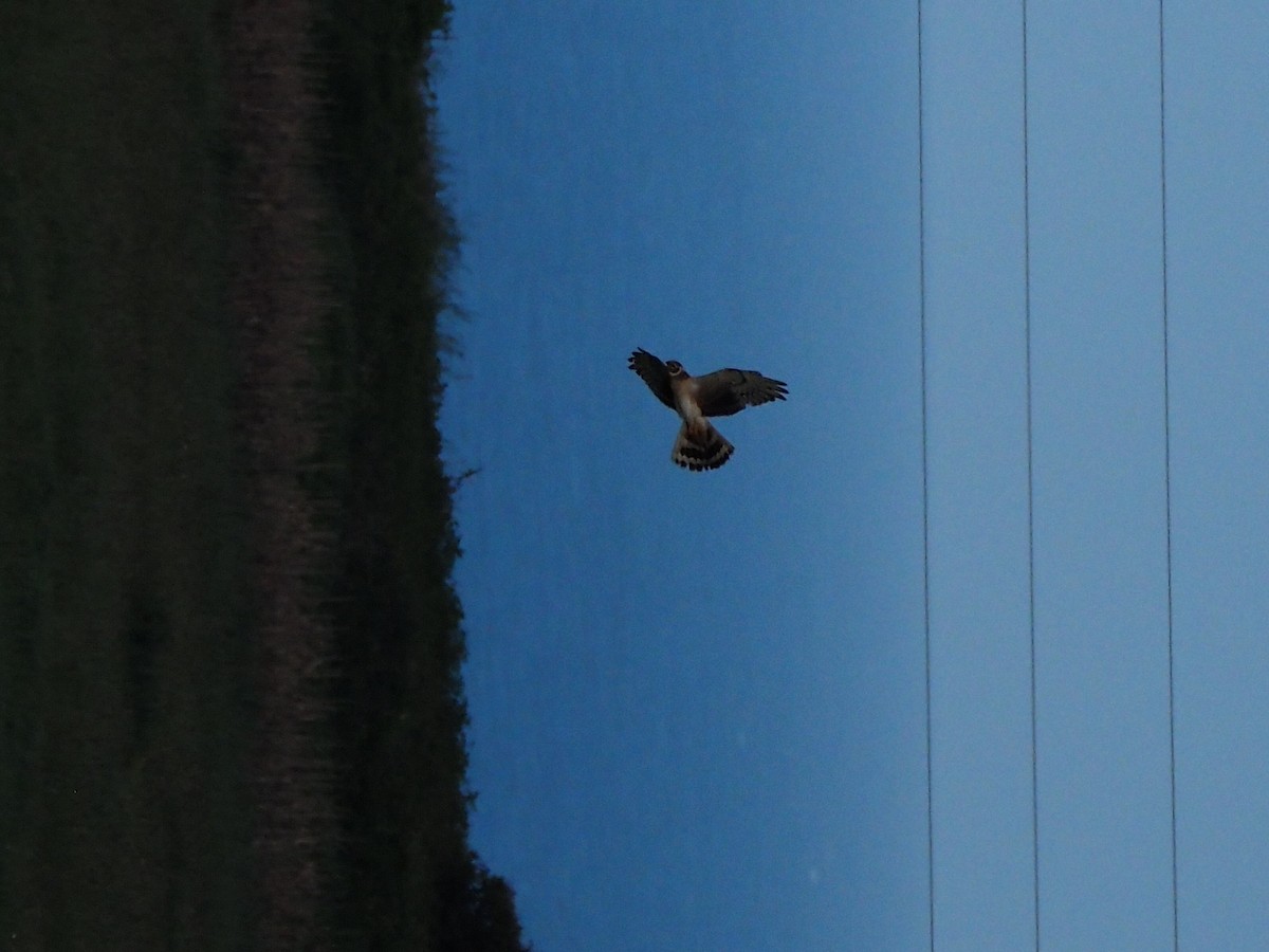 Pallid Harrier - Antonio González Cuesta