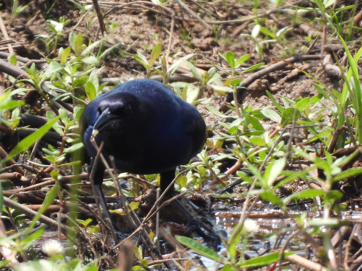 Boat-tailed Grackle - John McMahan