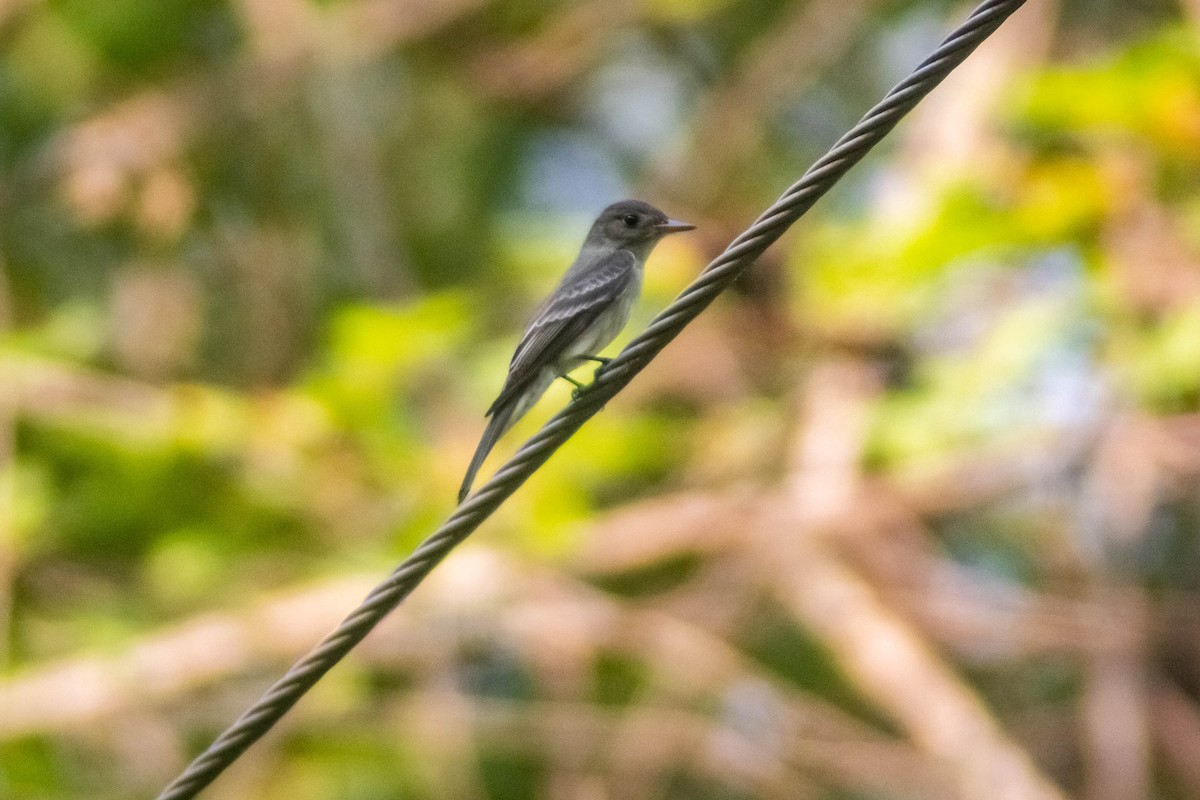 Eastern Wood-Pewee - Manuel de Jesus Hernandez Ancheita