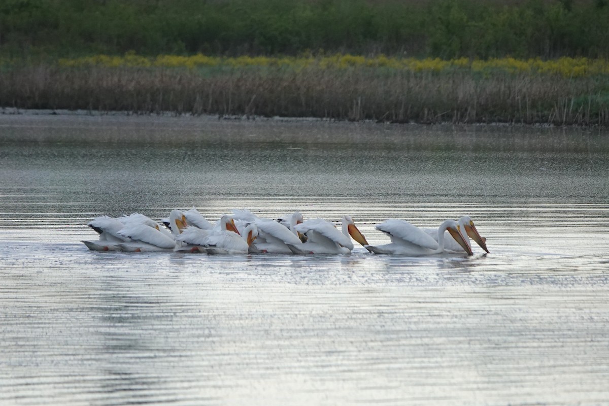 American White Pelican - ML618574383