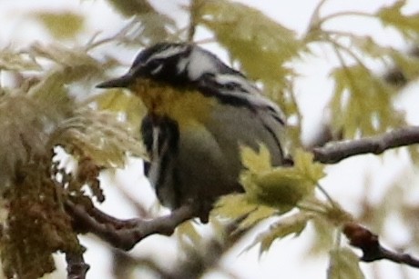 Yellow-throated Warbler - ML618574390