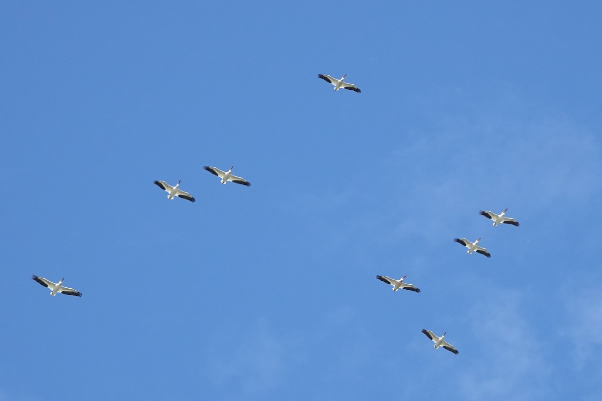 American White Pelican - ML618574395