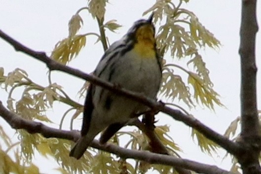 Yellow-throated Warbler - ML618574397