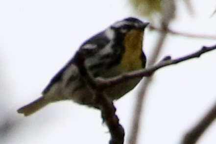 Yellow-throated Warbler - ML618574402