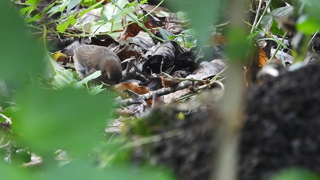 Cabanis's Ground-Sparrow - ML618574408