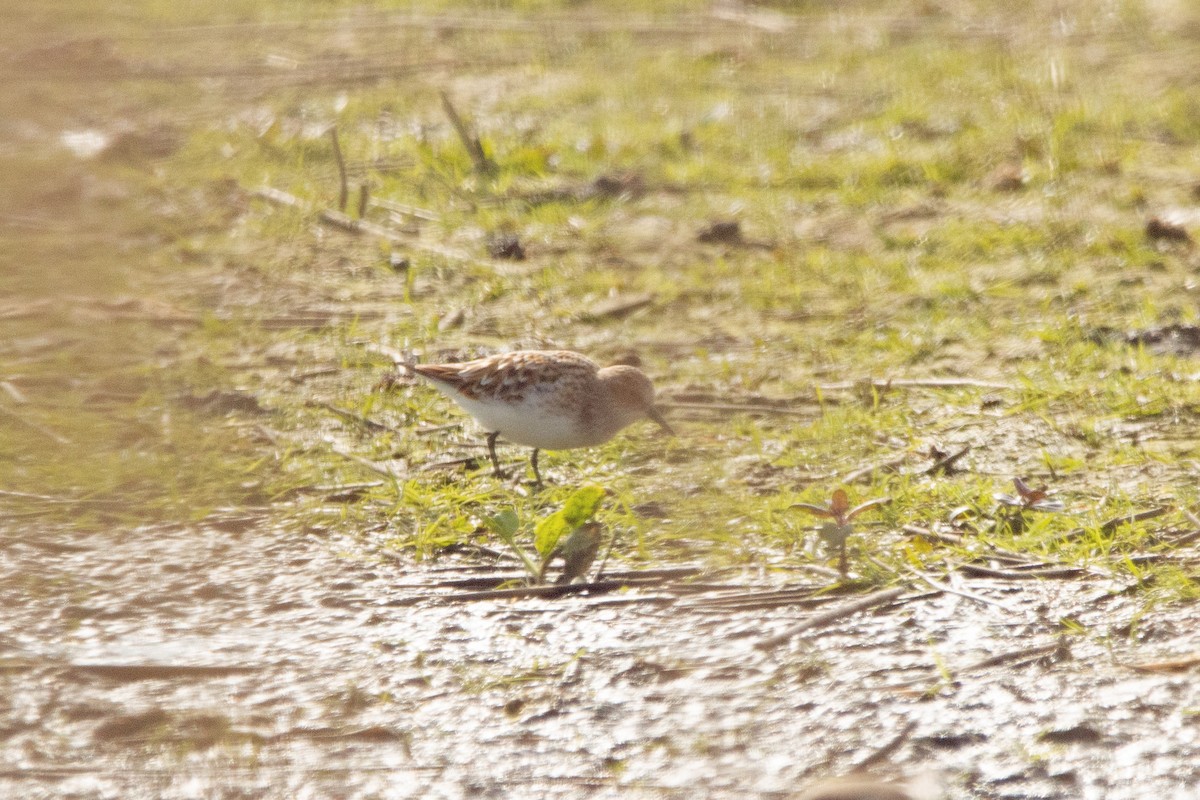 Little Stint - ML618574411