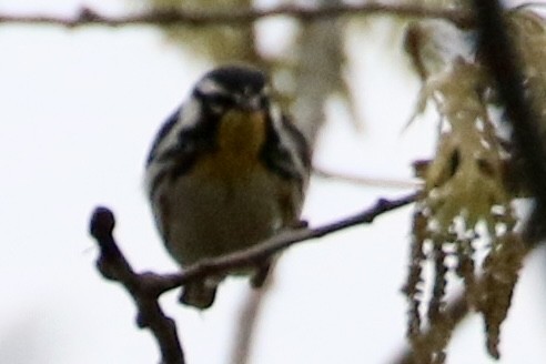 Yellow-throated Warbler - ML618574423