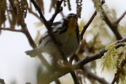 Yellow-throated Warbler - ML618574424