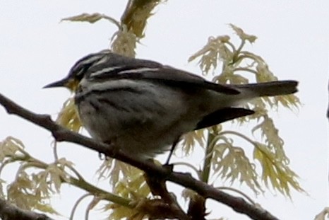 Yellow-throated Warbler - ML618574425