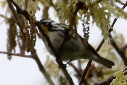 Yellow-throated Warbler - Dan Rottino