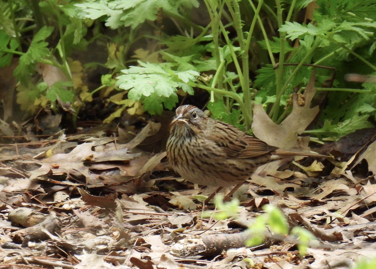 Lincoln's Sparrow - ML618574447