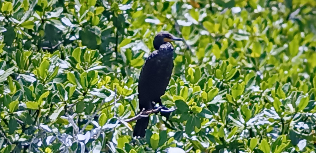 Neotropic Cormorant - ML618574451