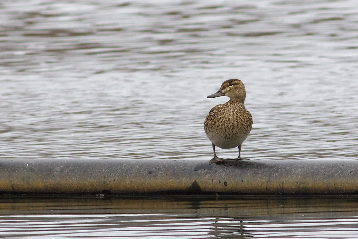 Green-winged Teal (American) - George Forsyth