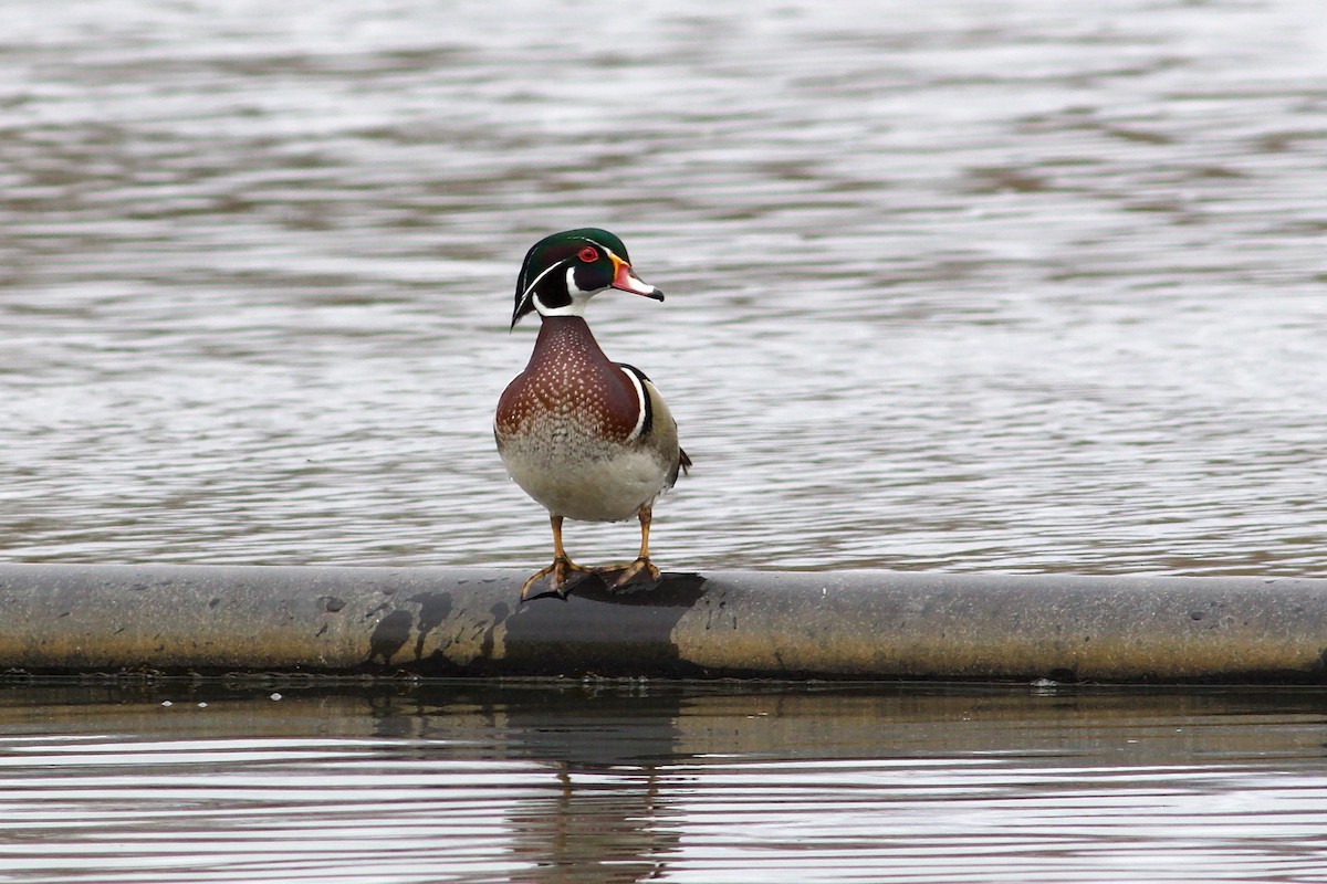 Wood Duck - ML618574466