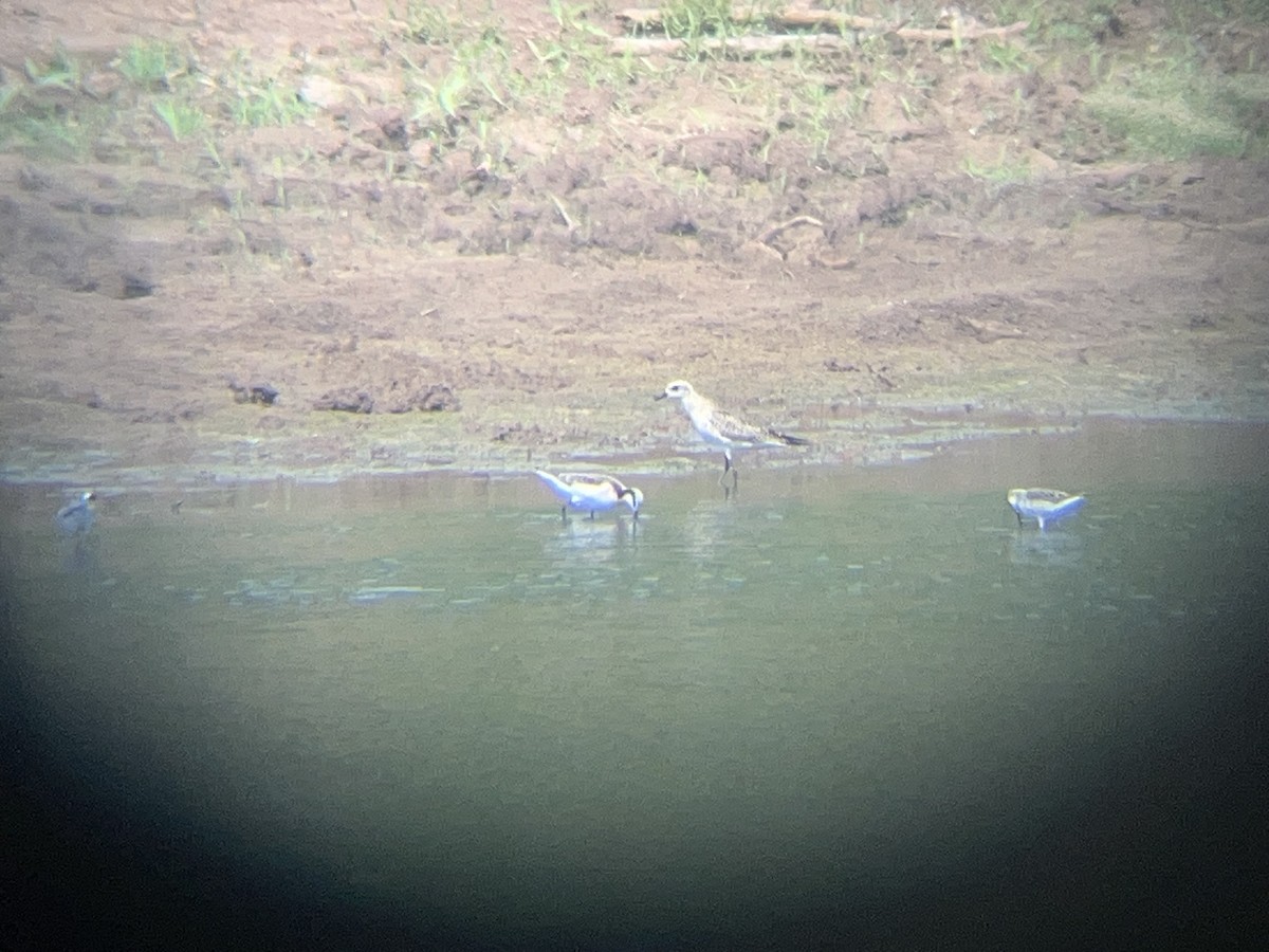 American Golden-Plover - ML618574478