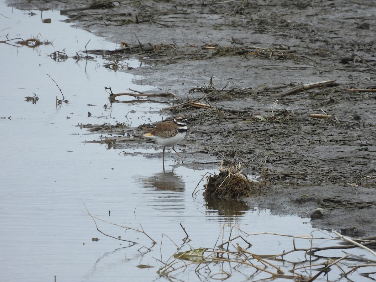 Killdeer - Myriam Lemieux