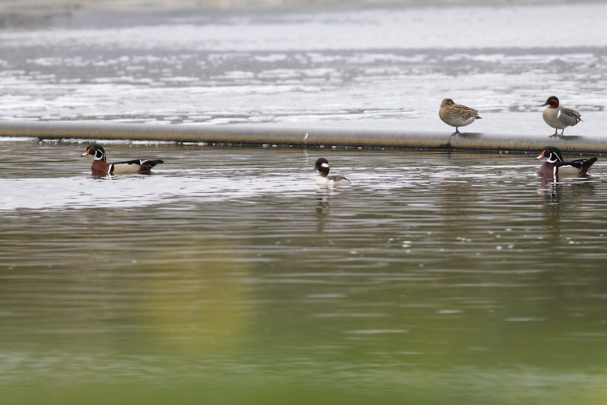 Bufflehead - ML618574493