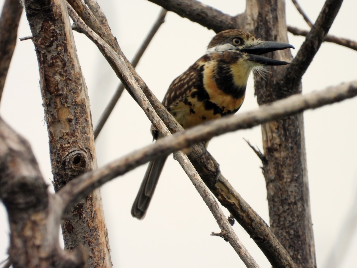 Two-banded Puffbird - ML618574520