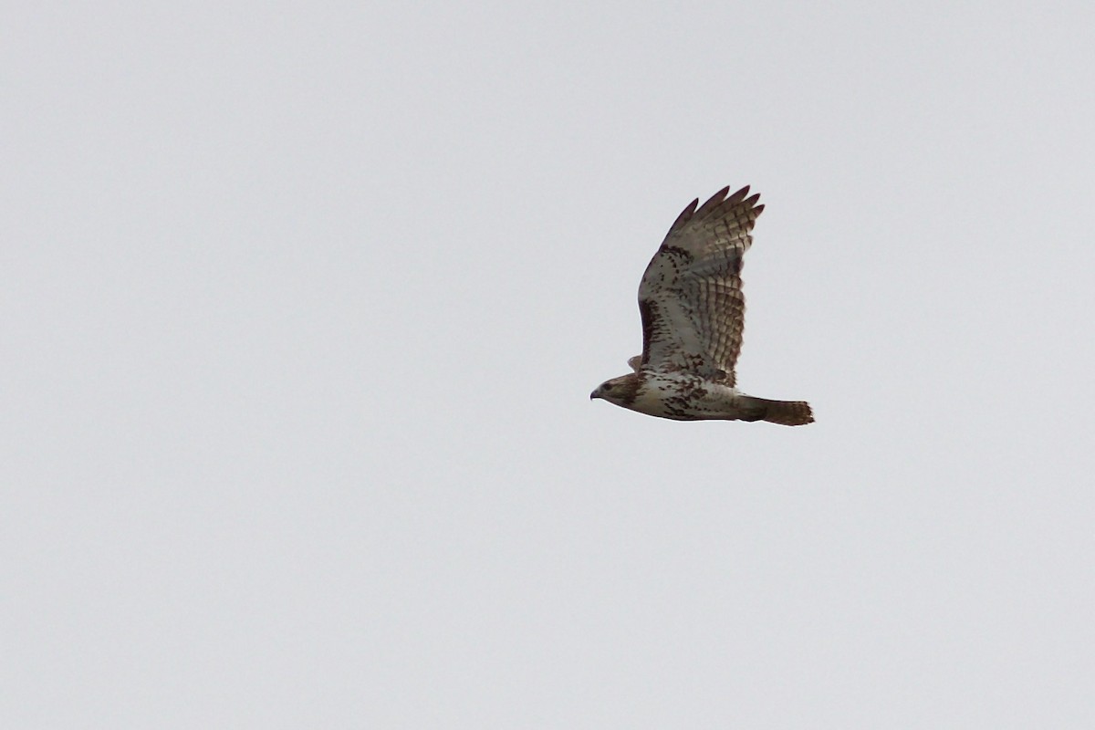 Red-tailed Hawk - ML618574523