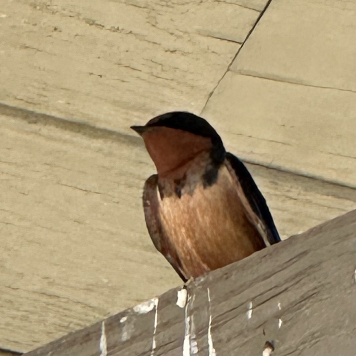 Barn Swallow - Glenn and Ellen Peterson