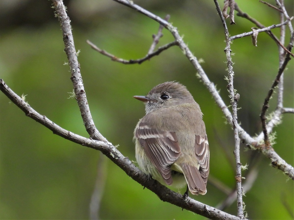 Dusky Flycatcher - Kellie Sagen 🦉