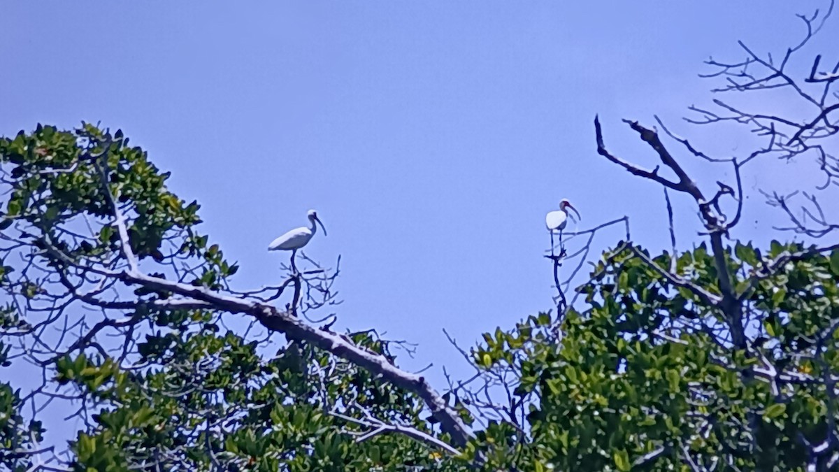 White Ibis - ML618574566