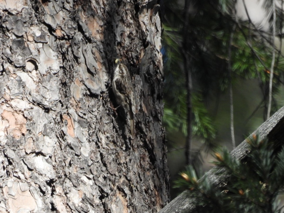 Brown Creeper - Jim Davis