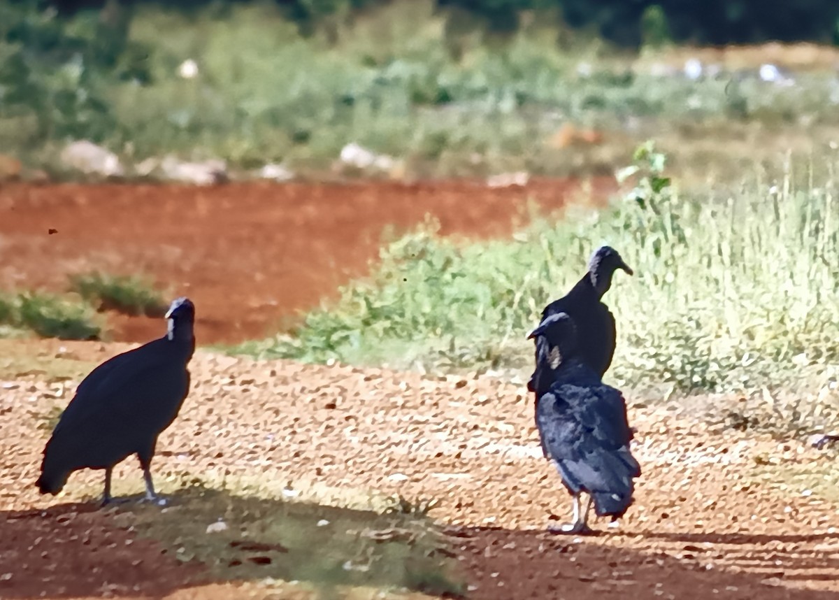 Black Vulture - ML618574576