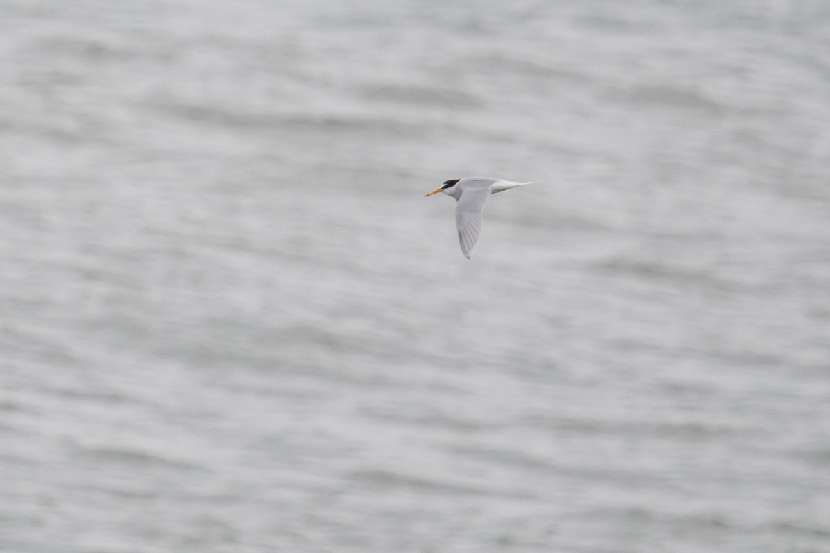 Little Tern - ML618574589