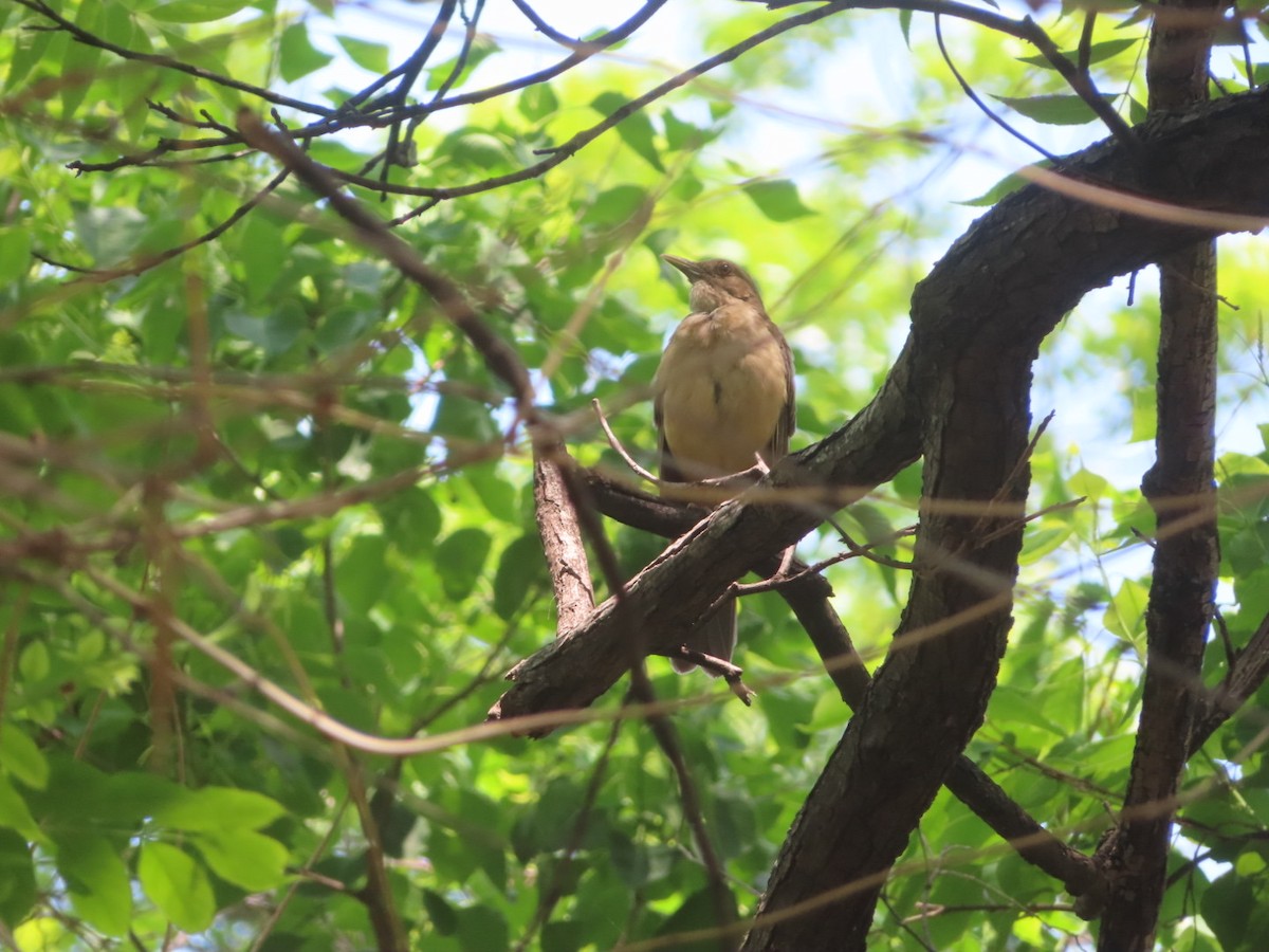 Clay-colored Thrush - ML618574599