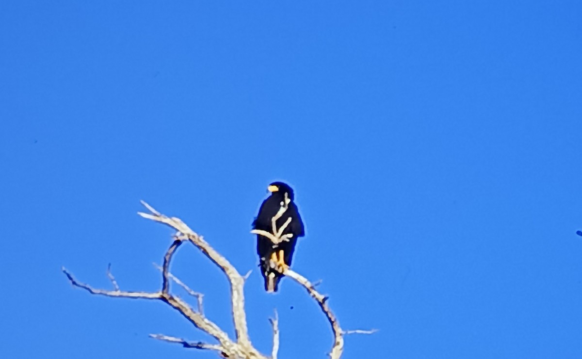 Common Black Hawk (Common) - Javier Morala/MCBirding.com