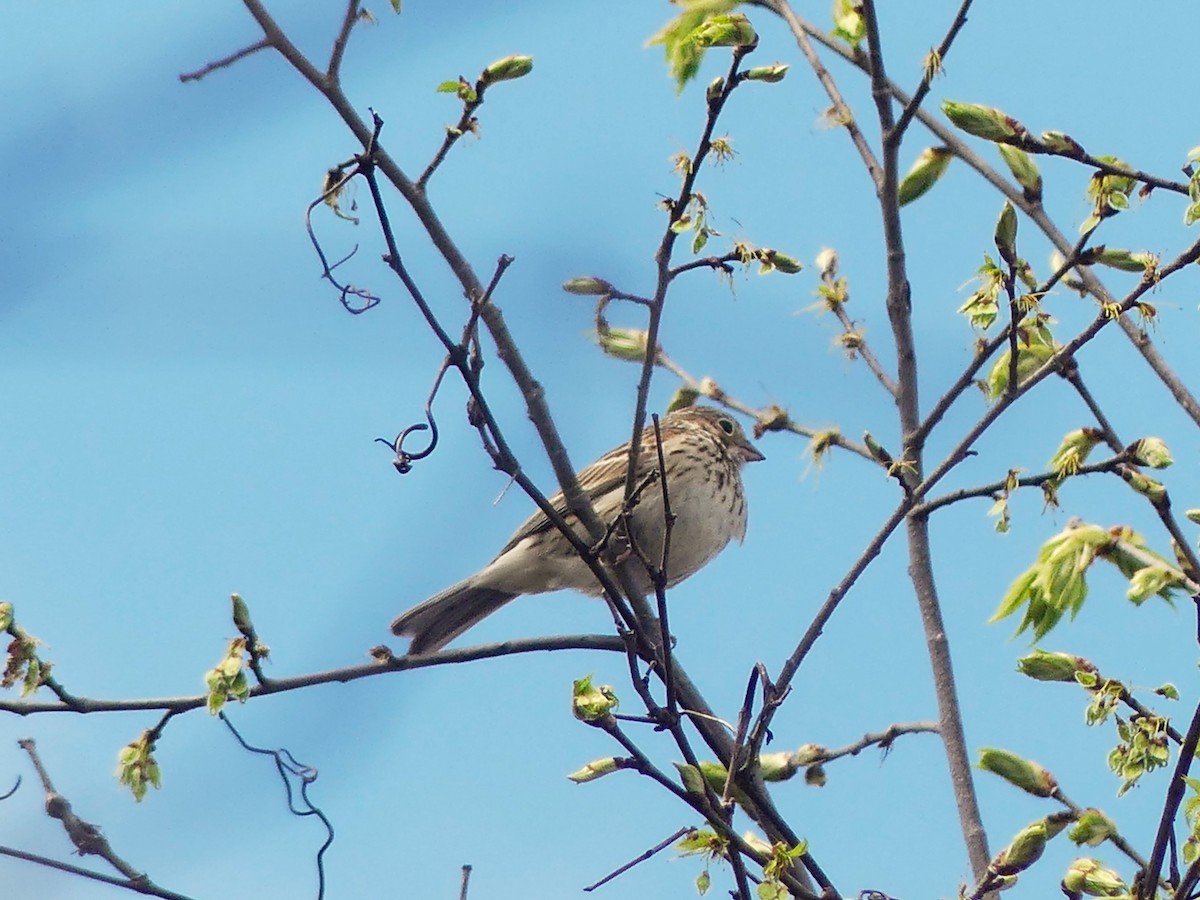 Vesper Sparrow - André Labelle