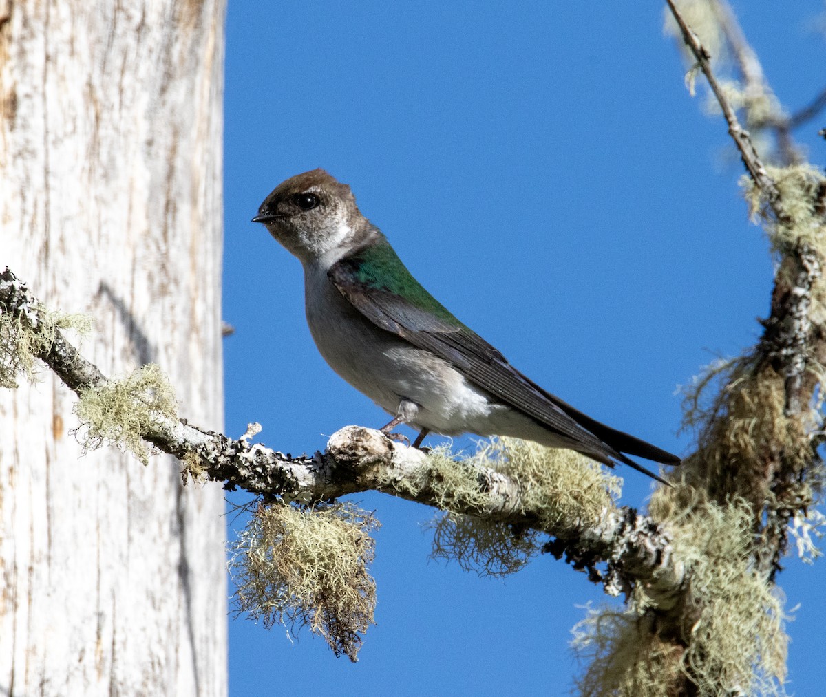 Golondrina Verdemar - ML618574667