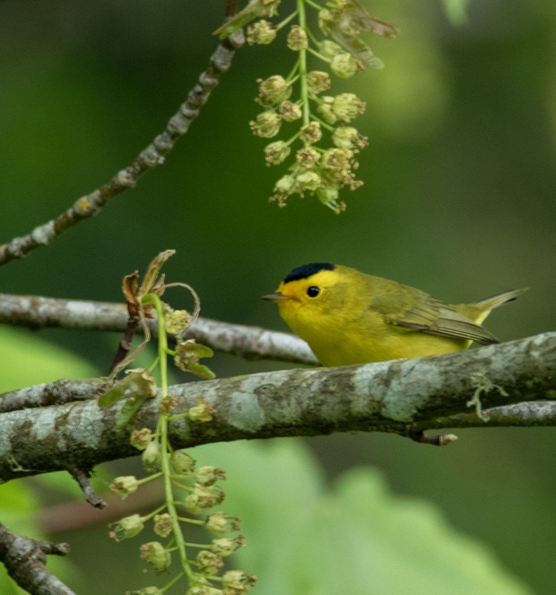 Wilson's Warbler - ML618574681