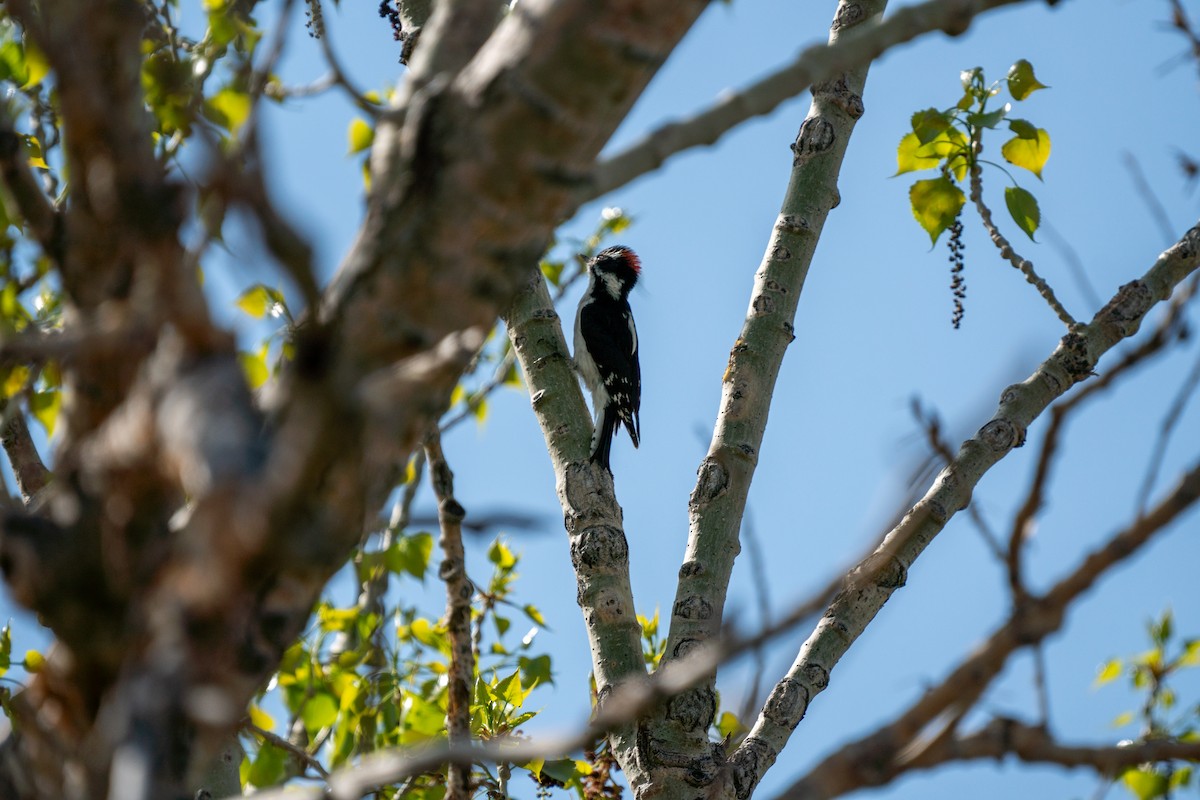 Downy Woodpecker (Rocky Mts.) - ML618574744