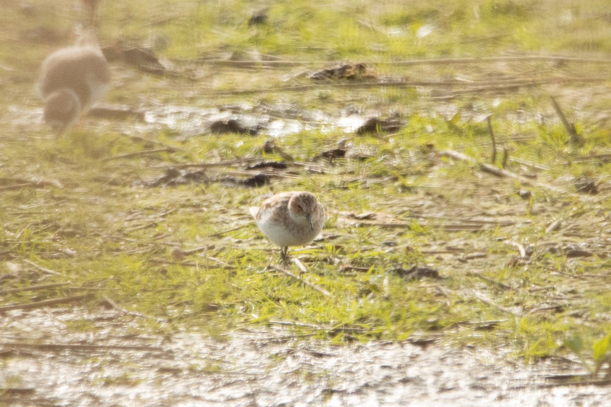 Little Stint - Letty Roedolf Groenenboom