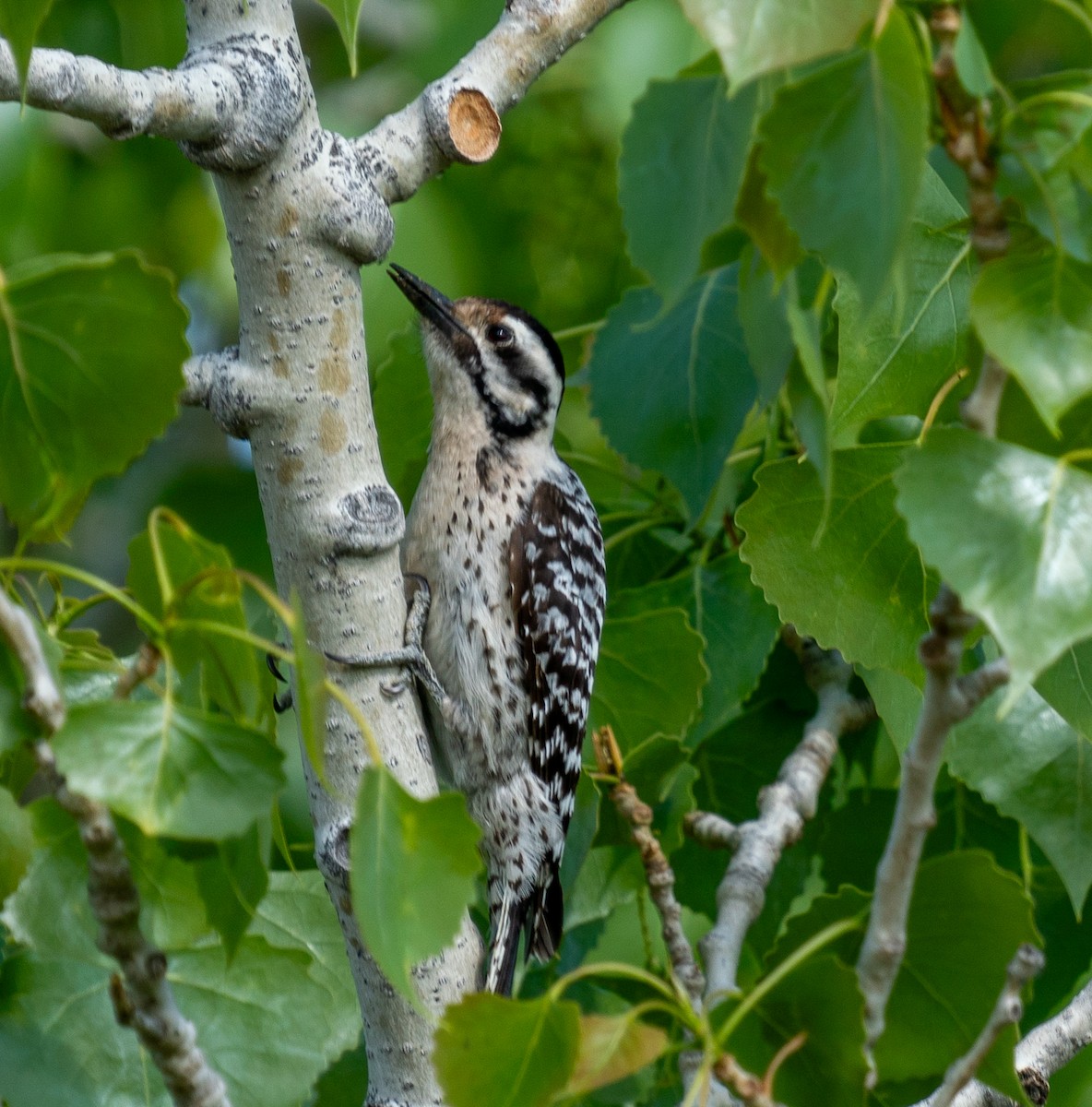 Ladder-backed Woodpecker - ML618574786