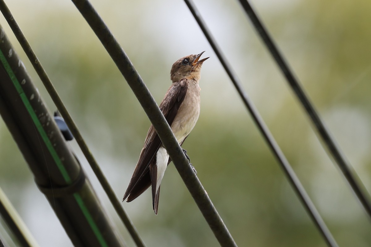 Southern Rough-winged Swallow - ML618574876